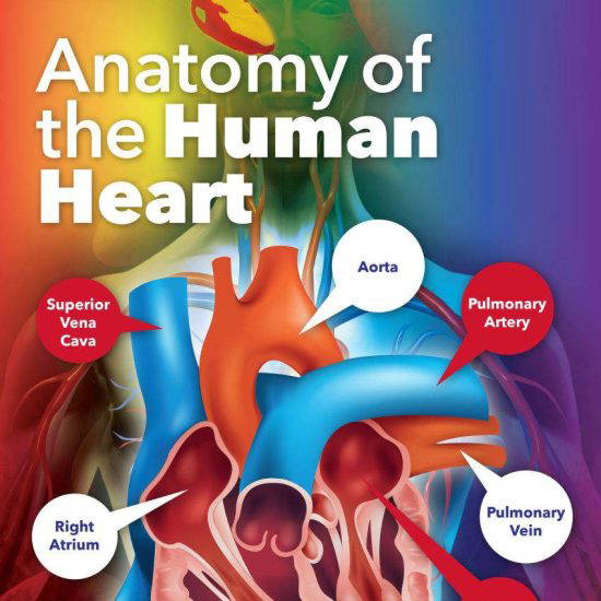 Anatomy of the Human Heart Science School Wall Display