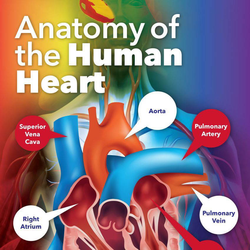 Anatomy of the Human Heart Science School Wall Display