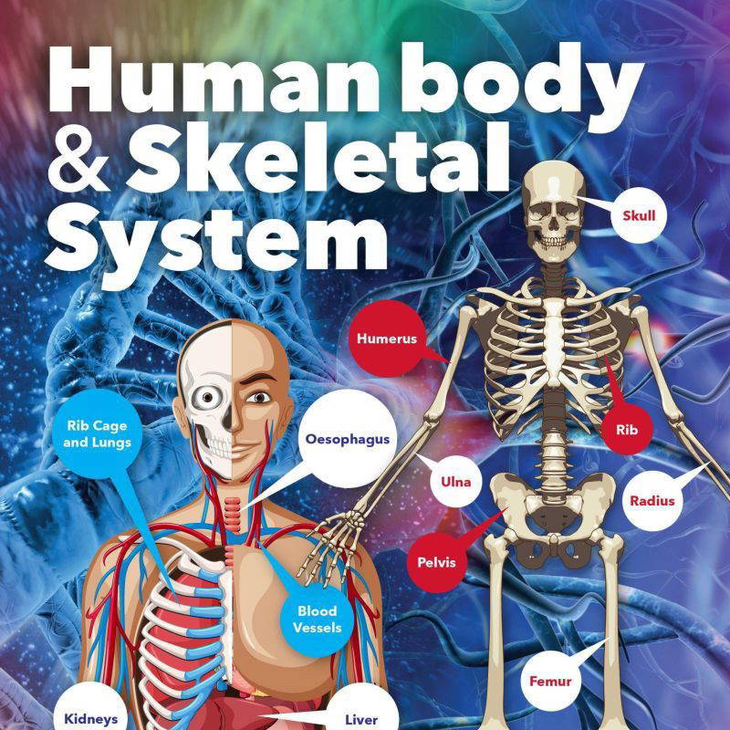 Human Body and Skeletal System Science School Wall Display