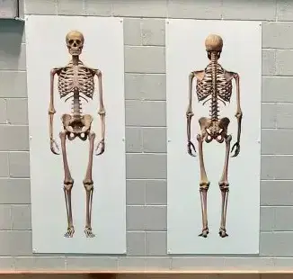 Skeletal System White Board Science Wall Display for Secondary Schools