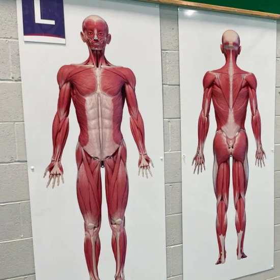 Muscular System White Board Science Wall Display for Secondary Schools