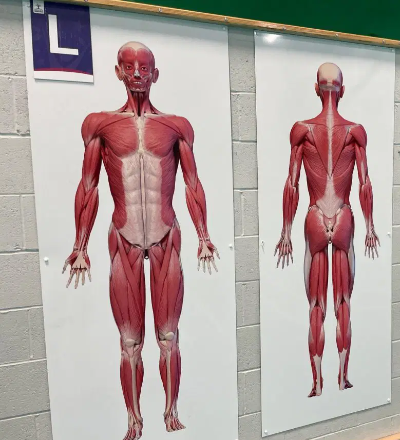 Muscular System White Board Science Wall Display for Secondary Schools